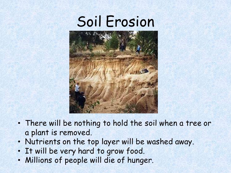 Soil Erosion There will be nothing to hold the soil when a tree or a plant is removed.