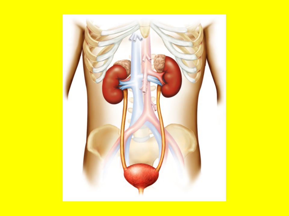 Кролог. Urinary System. Urinary System Anatomy на англ. Histo Urinary System. Внутренние органы человека схема расположения у мужчин с названиями.