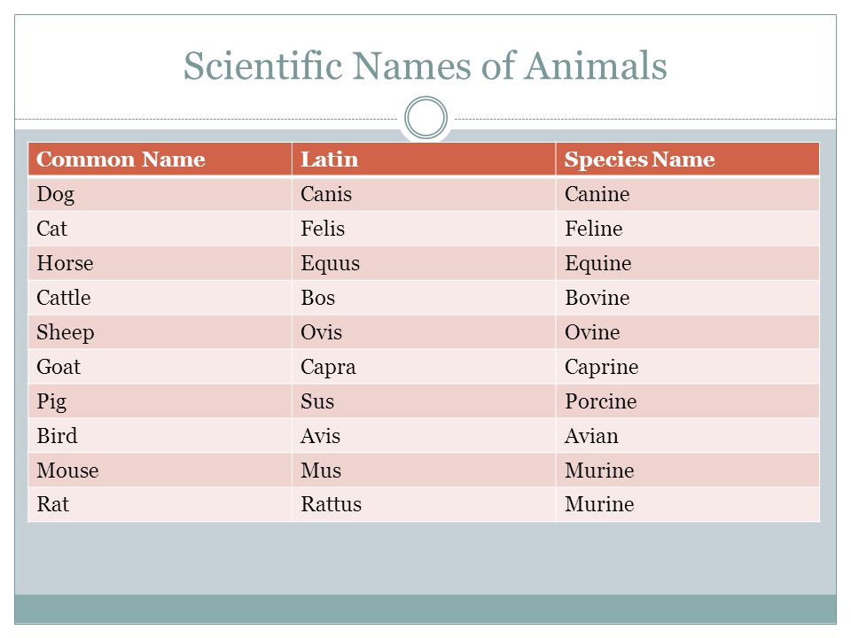 MR. PACE Veterinary Terminology. At the completion of this unit students  will be able to Match scientific names with their appropriate species  Define. - ppt download