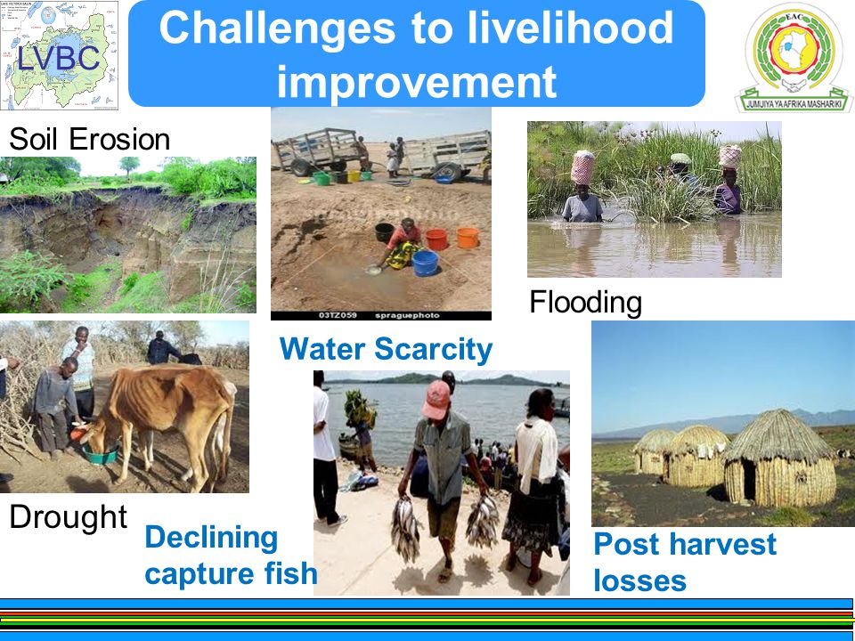 LVBC Challenges to livelihood improvement Soil Erosion Drought Water Scarcity Declining capture fish Flooding Post harvest losses