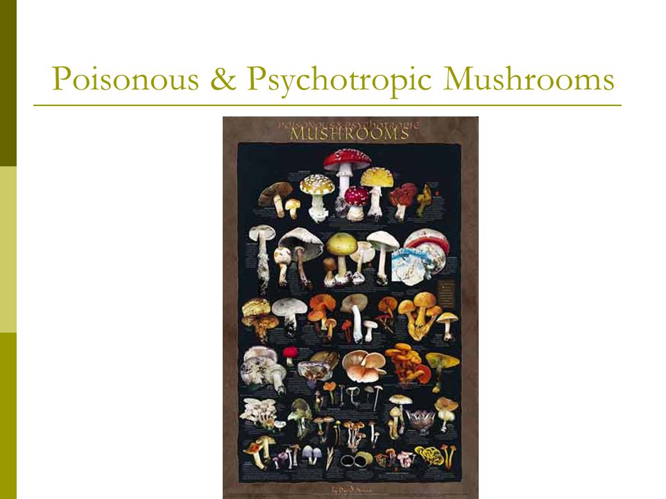 Poisonous & Psychotropic Mushrooms