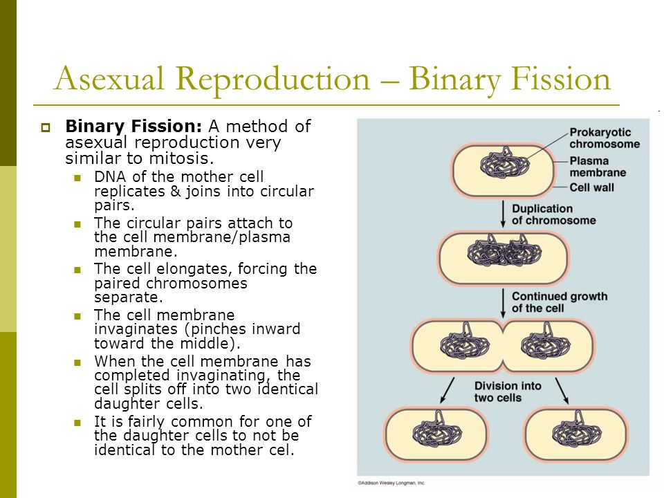 Asexual Reproduction – Binary Fission  Binary Fission: A method of asexual reproduction very similar to mitosis.