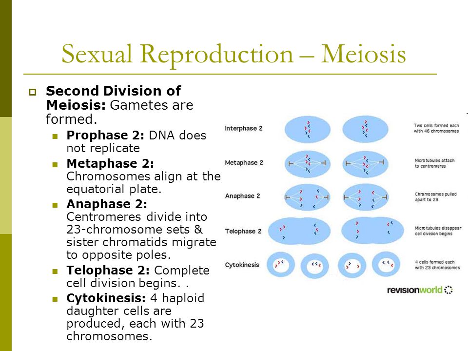 Sexual Reproduction – Meiosis  Second Division of Meiosis: Gametes are formed.