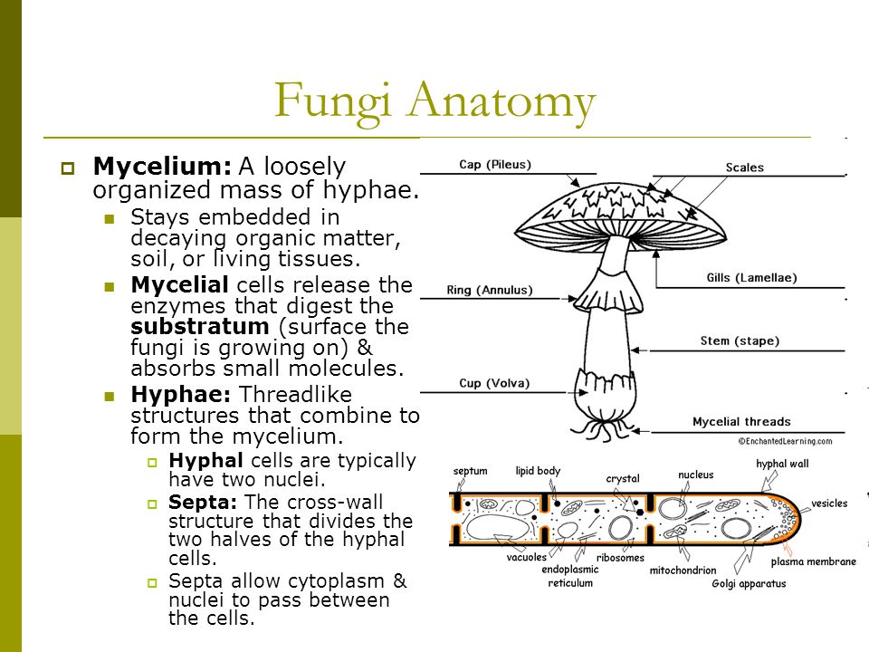 Fungi Anatomy  Mycelium: A loosely organized mass of hyphae.