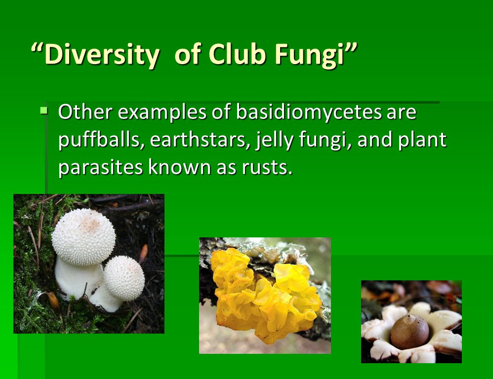 Club Fungi Group 6 Majela Fonseca Franco Figueroa Franco Figueroa Period 3 Mr Leon Biology Ppt Download