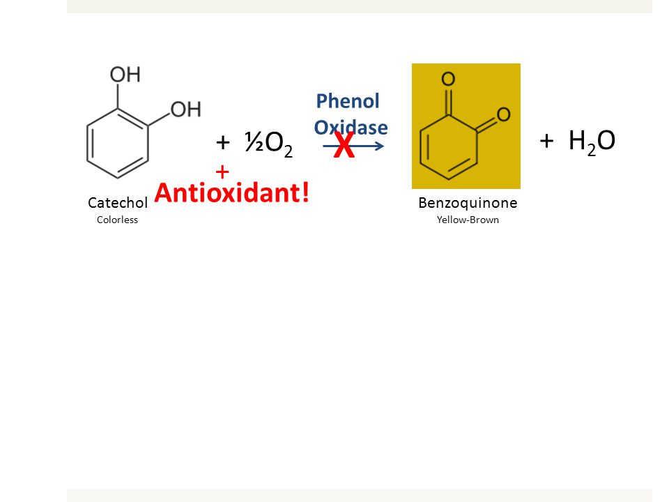 Catechol Colorless + ½O 2 Benzoquinone Yellow-Brown + H 2 O Phenol Oxidase + Antioxidant! X