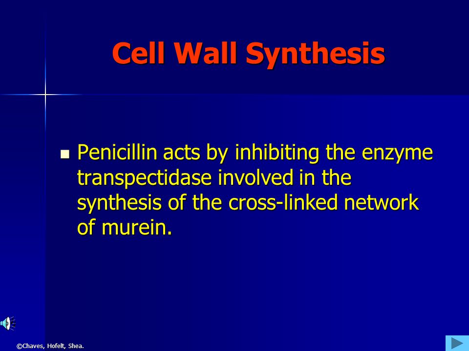 Cell Wall Synthesis Penicillin acts by inhibiting the enzyme transpectidase involved in the synthesis of the cross-linked network of murein.