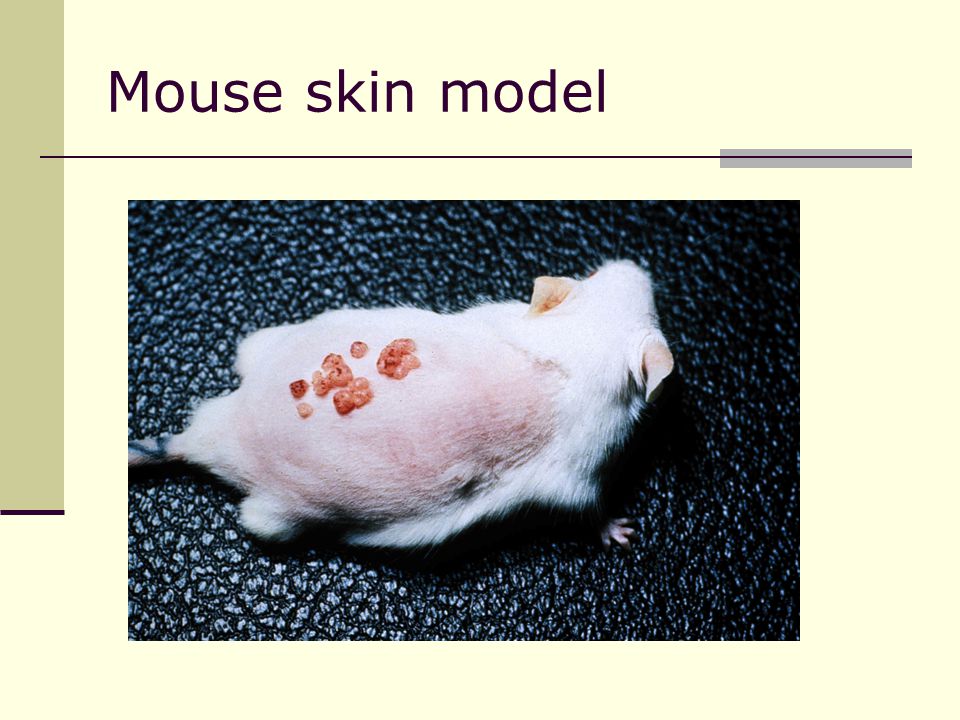 Mouse skin model