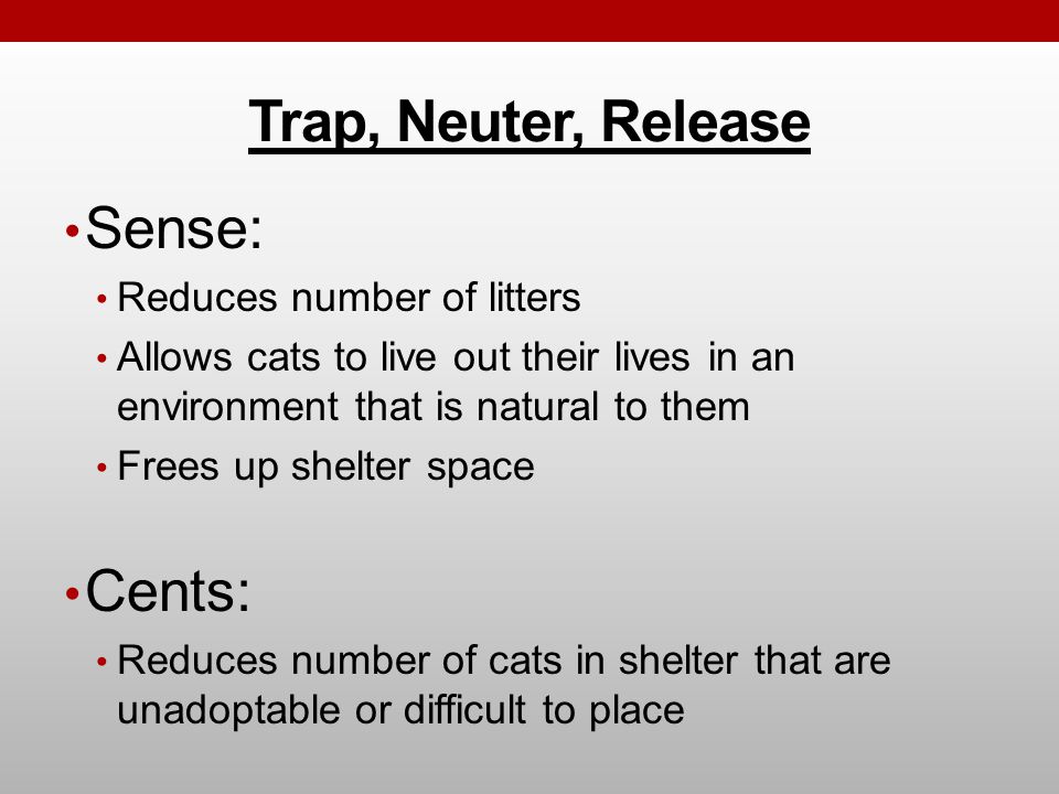 Trap, Neuter, Release Sense: Reduces number of litters Allows cats to live out their lives in an environment that is natural to them Frees up shelter space Cents: Reduces number of cats in shelter that are unadoptable or difficult to place