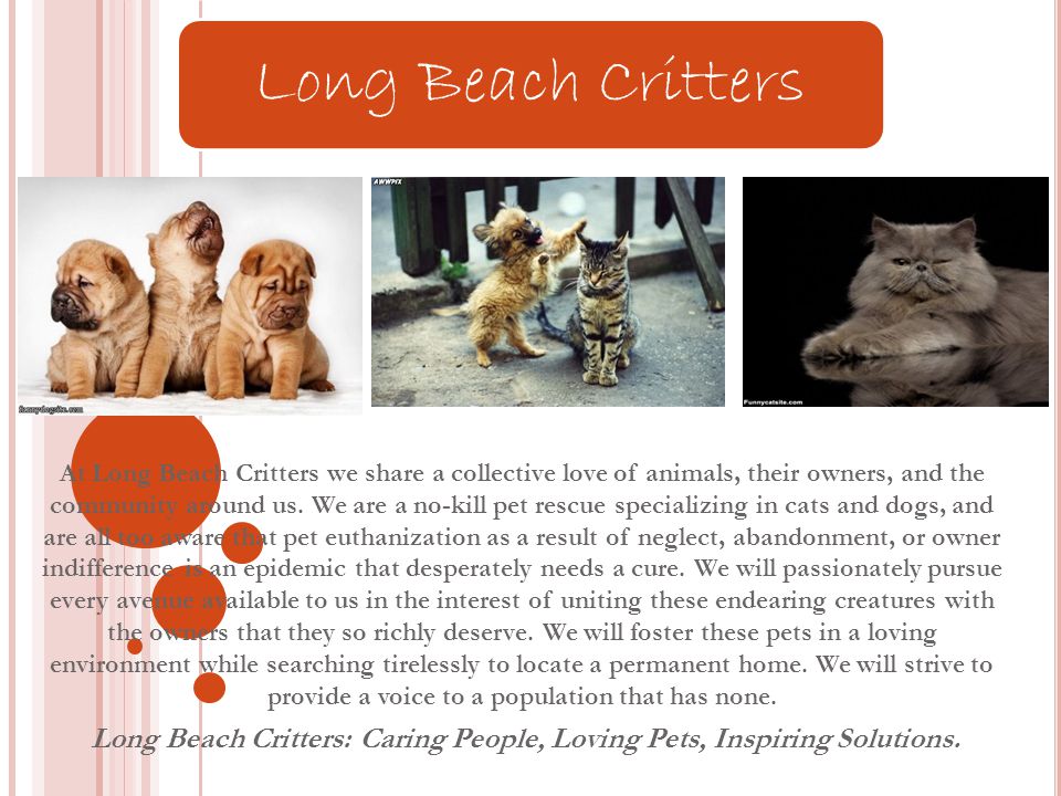 At Long Beach Critters we share a collective love of animals, their owners, and the community around us.