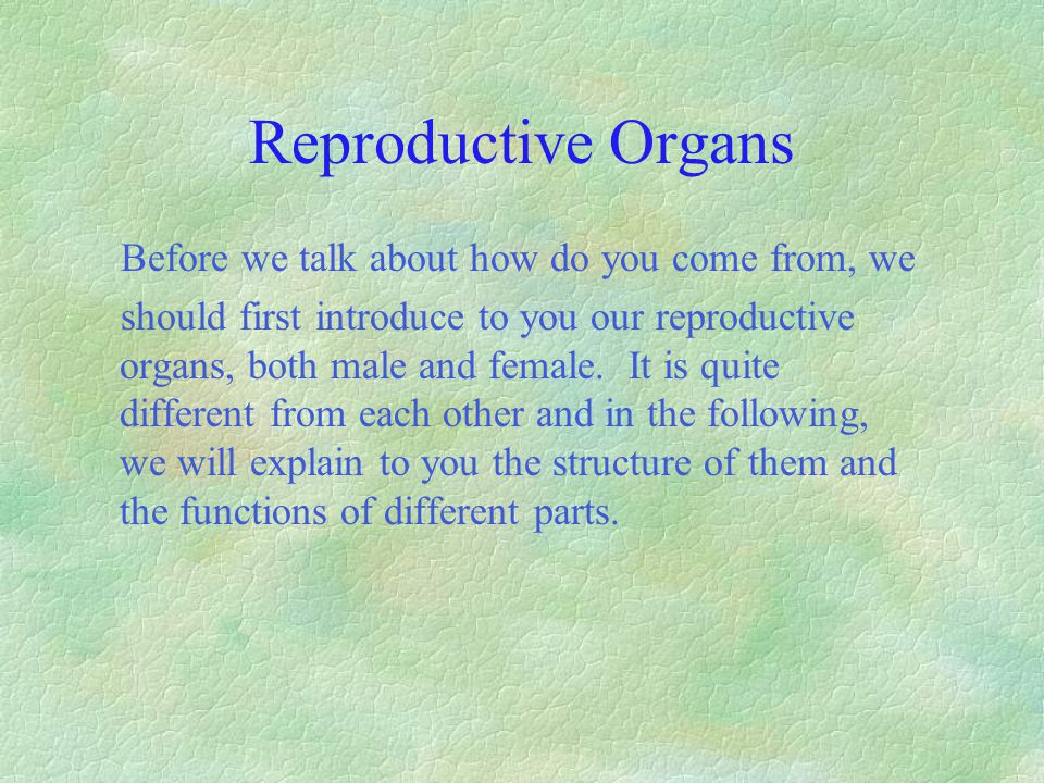 Reproductive Organs Before we talk about how do you come from, we should first introduce to you our reproductive organs, both male and female.