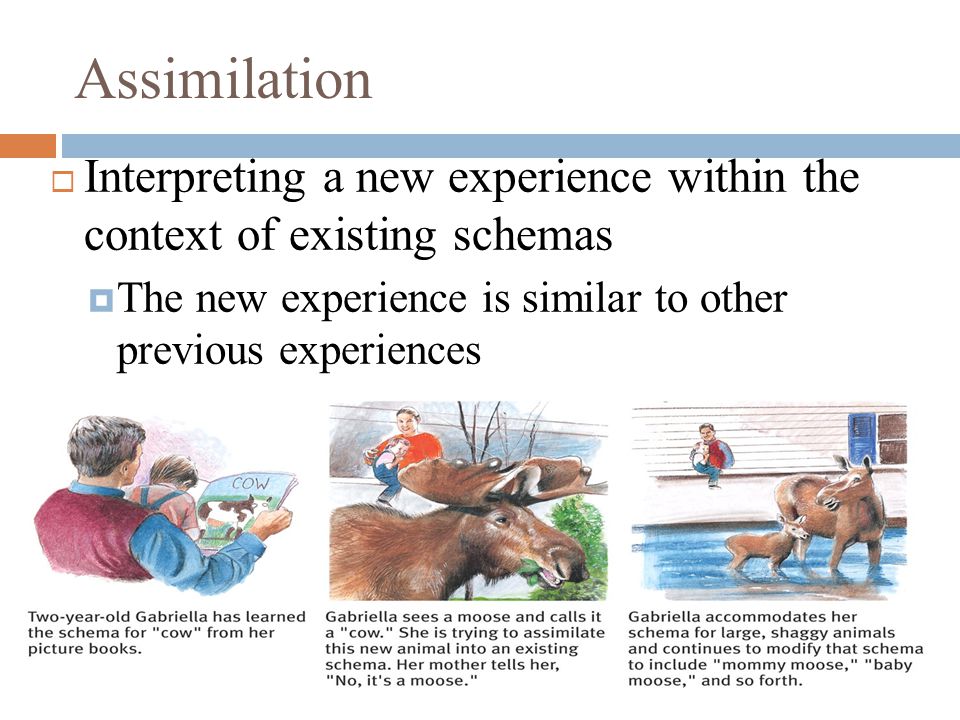 Assimilation  Interpreting a new experience within the context of existing schemas  The new experience is similar to other previous experiences