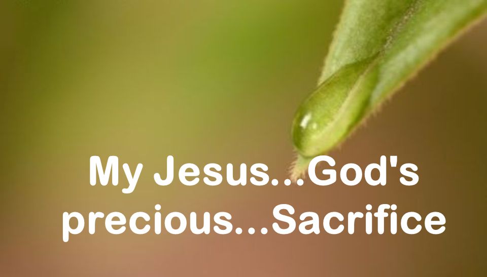 My Jesus...God s precious...Sacrifice