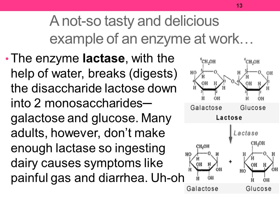 13 A not-so tasty and delicious example of an enzyme at work… The enzyme lactase, with the help of water, breaks (digests) the disaccharide lactose down into 2 monosaccharides─ galactose and glucose.