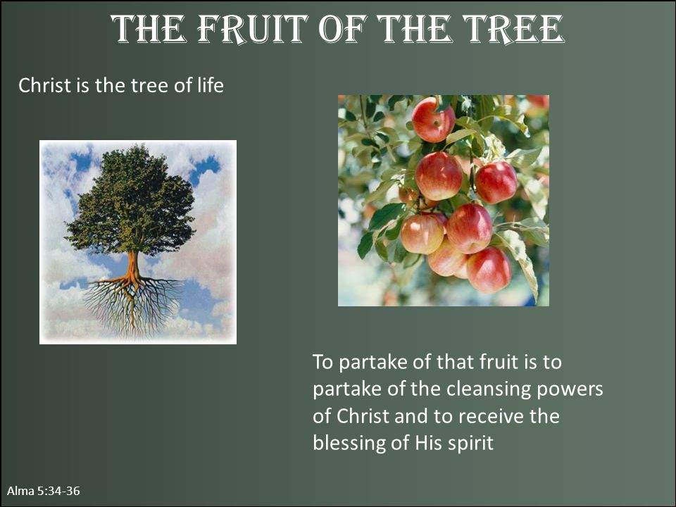 Alma 5:34-36 The Fruit of the Tree Christ is the tree of life To partake of that fruit is to partake of the cleansing powers of Christ and to receive the blessing of His spirit