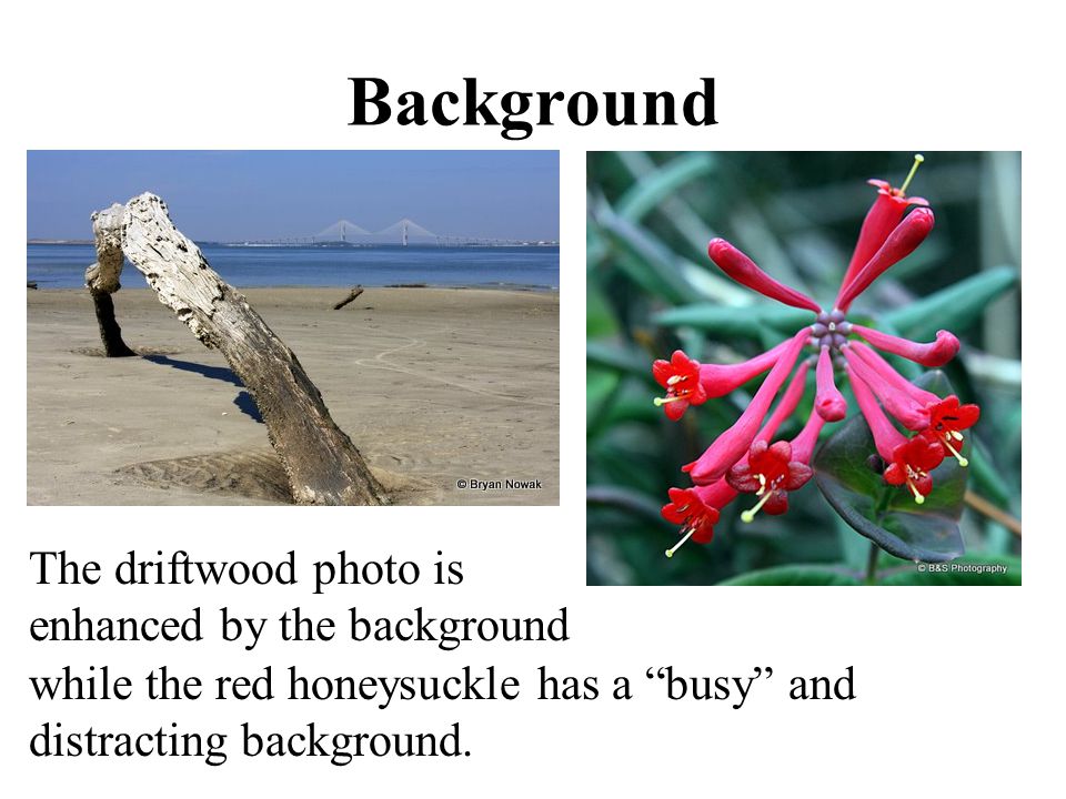 Background The driftwood photo is enhanced by the background while the red honeysuckle has a busy and distracting background.