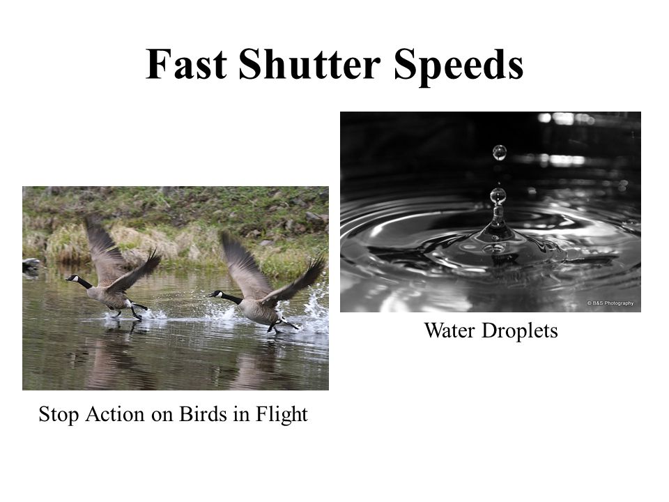 Fast Shutter Speeds Stop Action on Birds in Flight Water Droplets