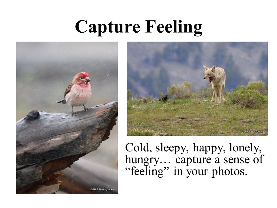 Capture Feeling Cold, sleepy, happy, lonely, hungry… capture a sense of feeling in your photos.