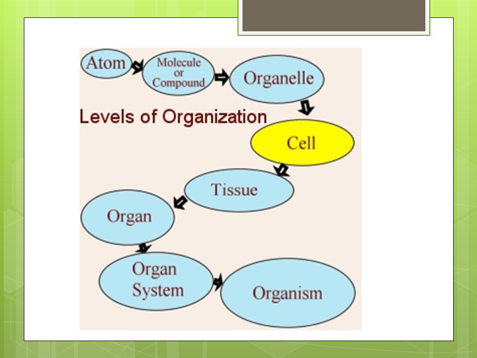 Organ System Flow Chart
