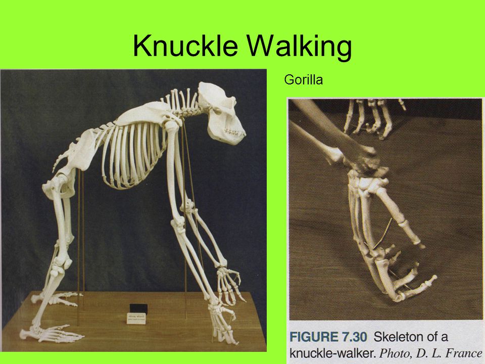 Knuckle Walking Gorilla
