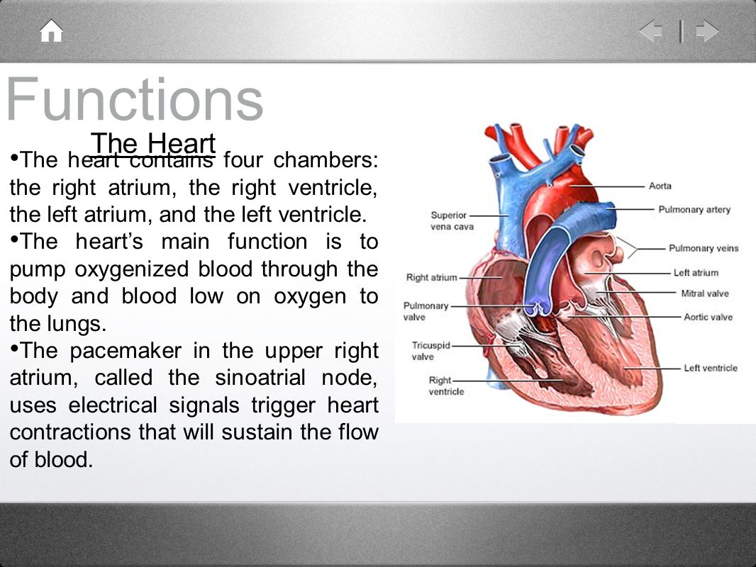 Human Body Project Cardiovascular System By Matthew Cruz Michael