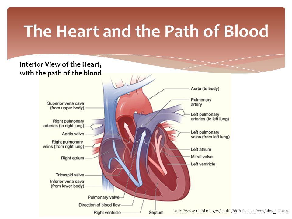 В правое предсердие открывается. The Journey made Blood from the left ventricle through arteries body. Right Flow.