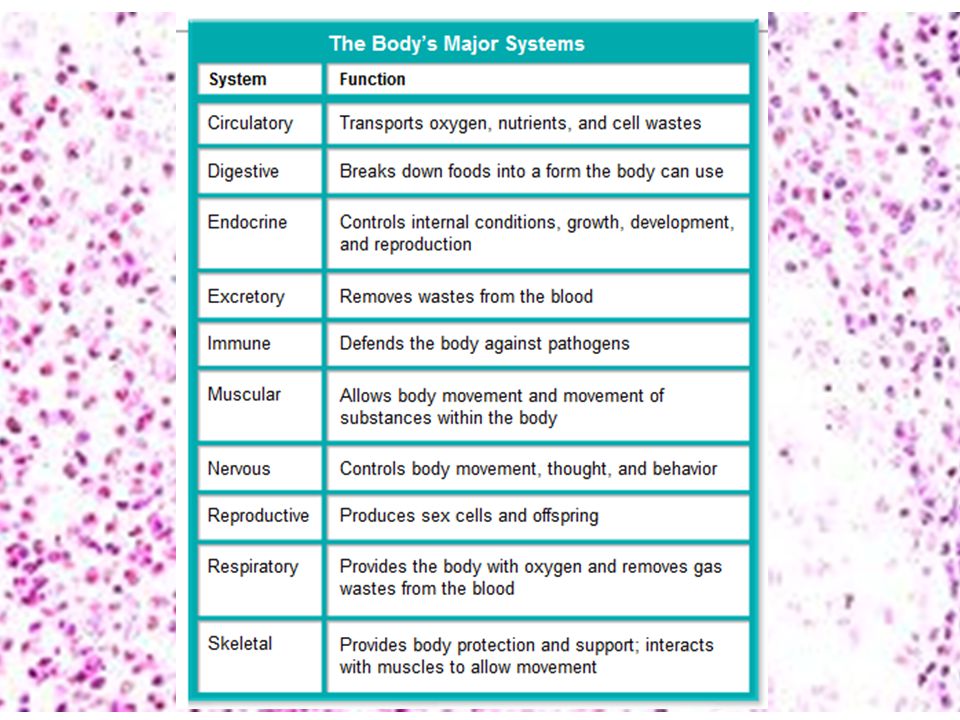 How Body Systems Work Together Chart