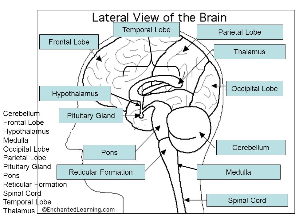 Cerebellum Frontal Lobe Hypothalamus Medulla Occipital Lobe Parietal Lobe Pituitary Gland Pons Reticular Formation Spinal Cord Temporal Lobe Thalamus