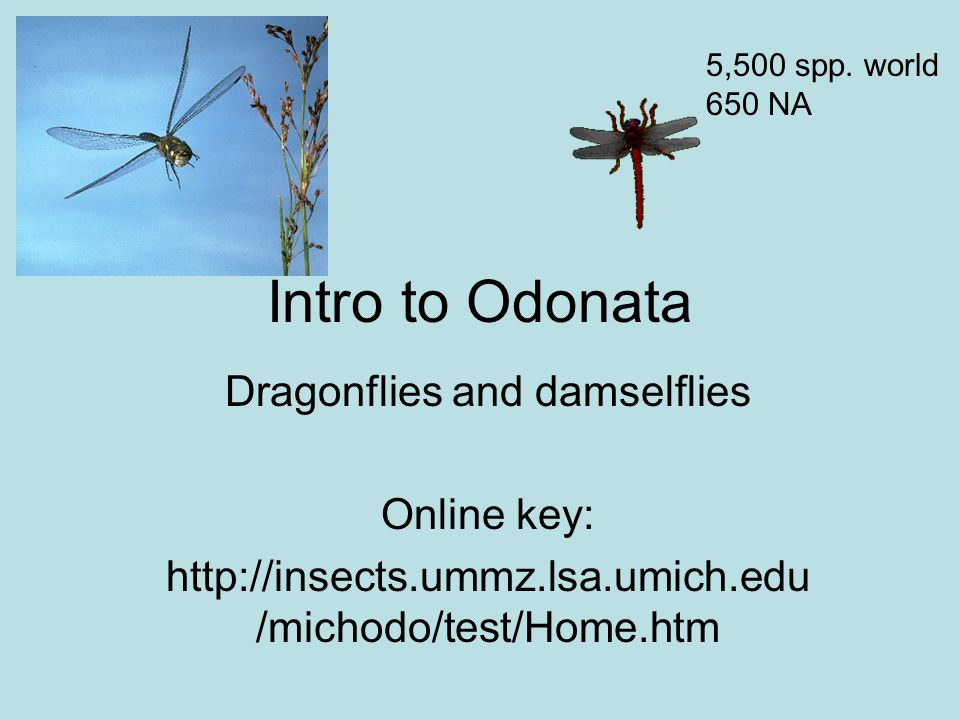 intro to odonata dragonflies and damselflies online key michodointro to odonata dragonflies and damselflies online key michodo test home