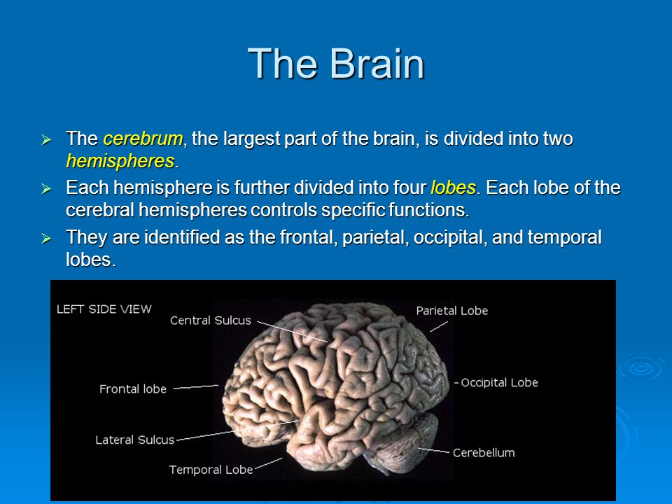 The Brain  The cerebrum, the largest part of the brain, is divided into two hemispheres.
