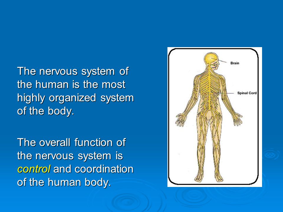 The nervous system of the human is the most highly organized system of the body.