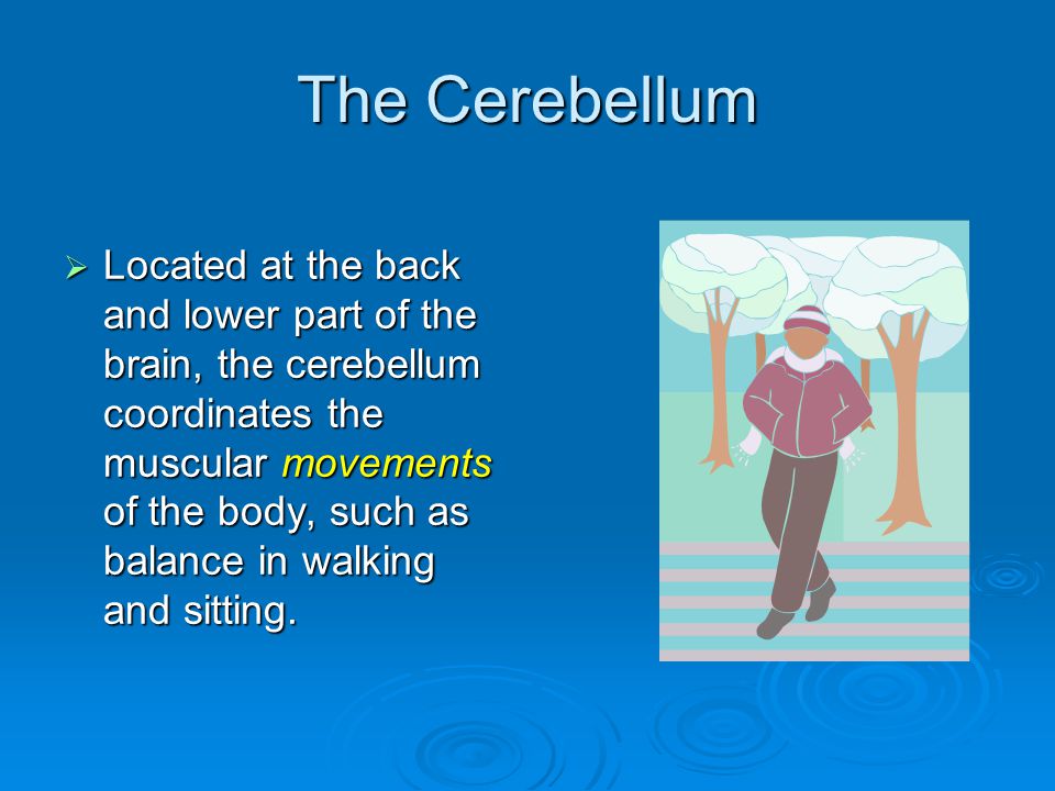 The Cerebellum  Located at the back and lower part of the brain, the cerebellum coordinates the muscular movements of the body, such as balance in walking and sitting.