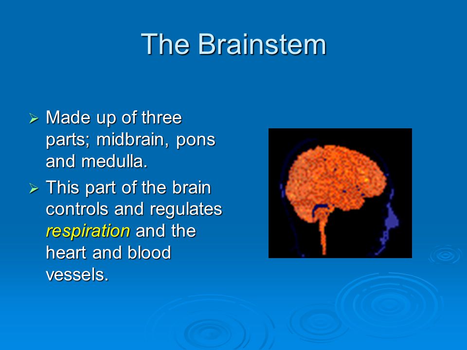 The Brainstem  Made up of three parts; midbrain, pons and medulla.