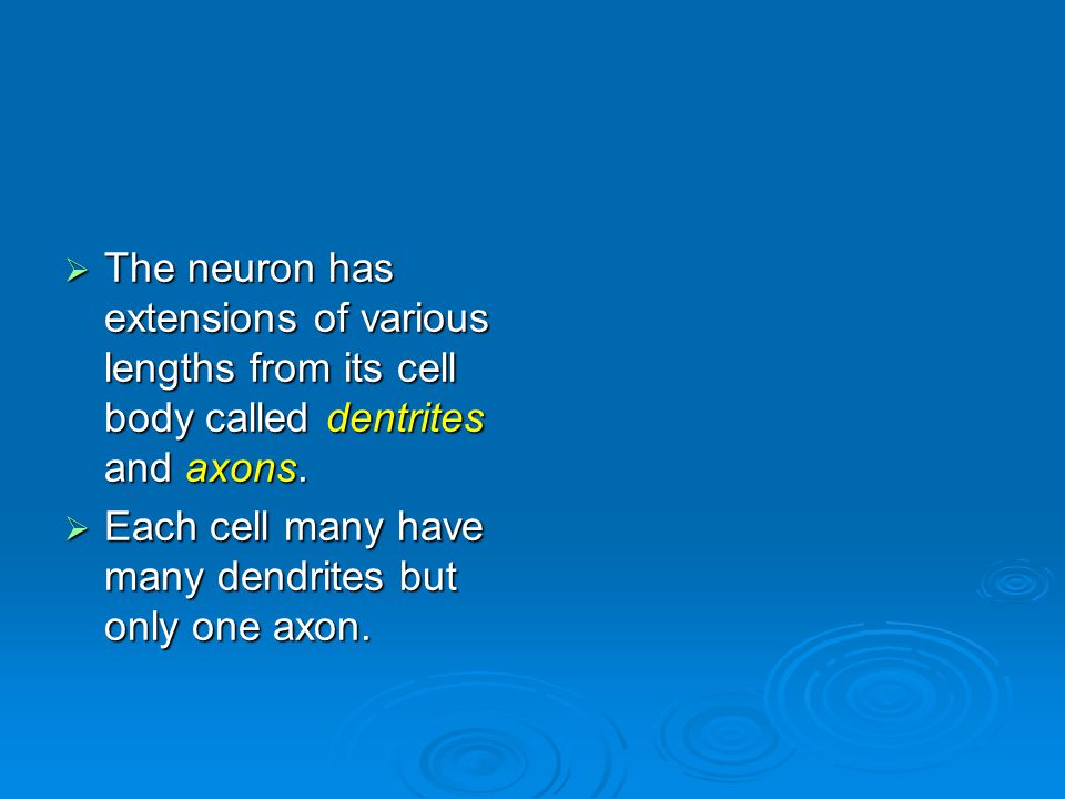  The neuron has extensions of various lengths from its cell body called dentrites and axons.