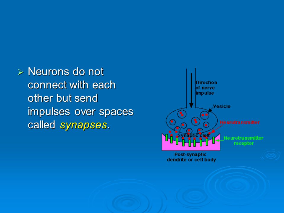  Neurons do not connect with each other but send impulses over spaces called synapses.