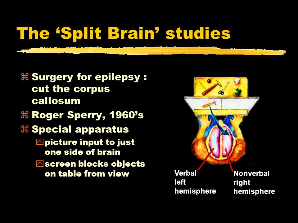 The ‘Split Brain’ studies zSurgery for epilepsy : cut the corpus callosum zRoger Sperry, 1960’s zSpecial apparatus ypicture input to just one side of brain yscreen blocks objects on table from view Nonverbal right hemisphere Verbal left hemisphere