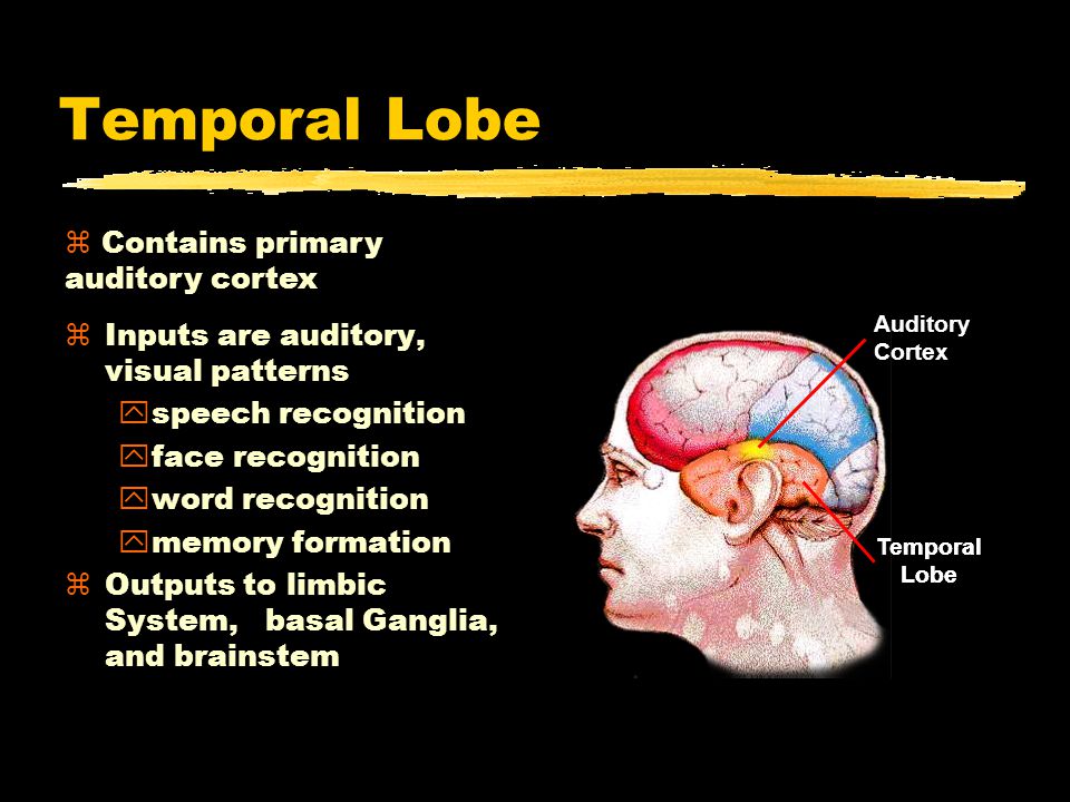 Temporal Lobe zInputs are auditory, visual patterns yspeech recognition yface recognition yword recognition ymemory formation zOutputs to limbic System, basal Ganglia, and brainstem z Contains primary auditory cortex Temporal Lobe Temporal Lobe Auditory Cortex
