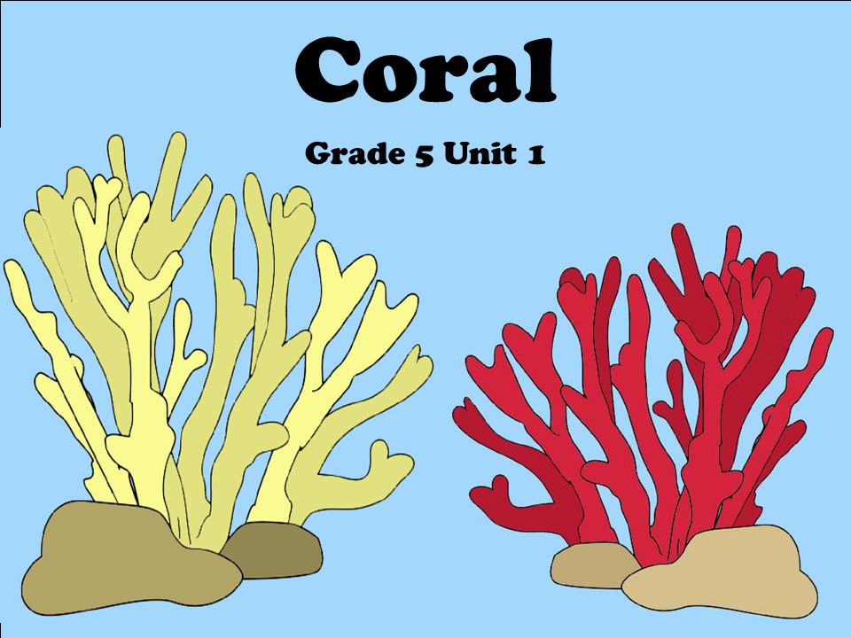 Coral Grade 5 Unit 1