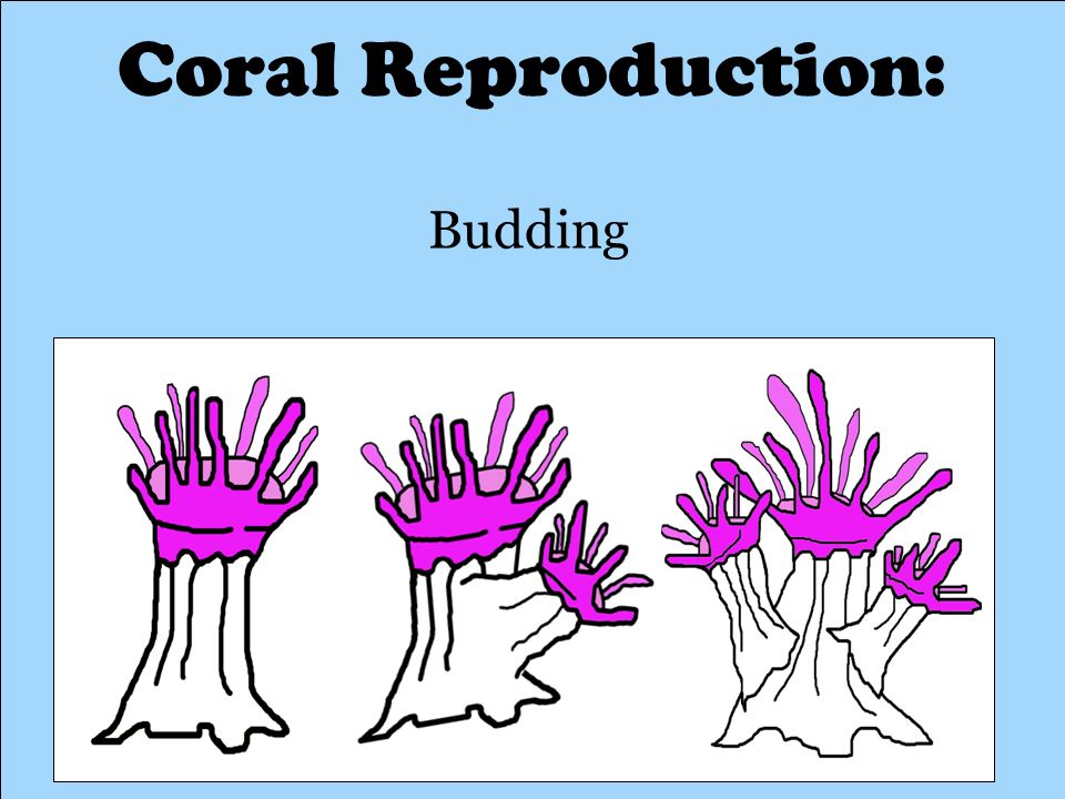 Coral Reproduction: Budding