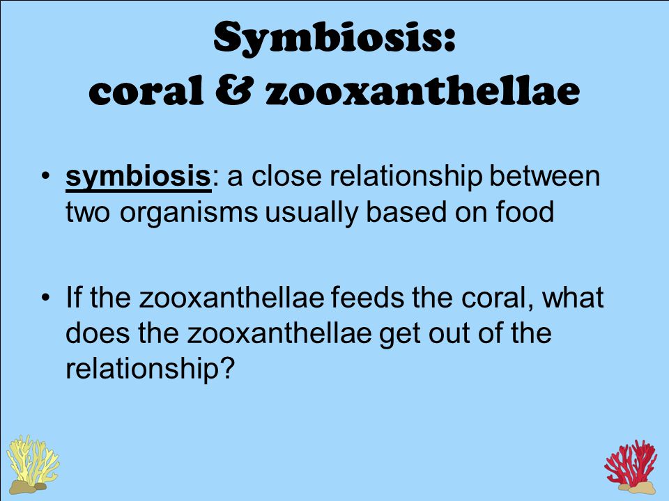 Symbiosis: coral & zooxanthellae symbiosis: a close relationship between two organisms usually based on food If the zooxanthellae feeds the coral, what does the zooxanthellae get out of the relationship