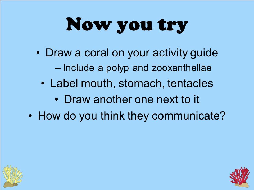 Now you try Draw a coral on your activity guide –Include a polyp and zooxanthellae Label mouth, stomach, tentacles Draw another one next to it How do you think they communicate