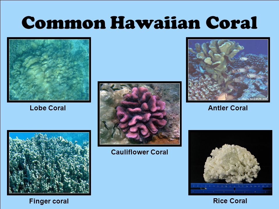 Common Hawaiian Coral Rice Coral Antler Coral Cauliflower Coral Lobe Coral 1 Finger coral