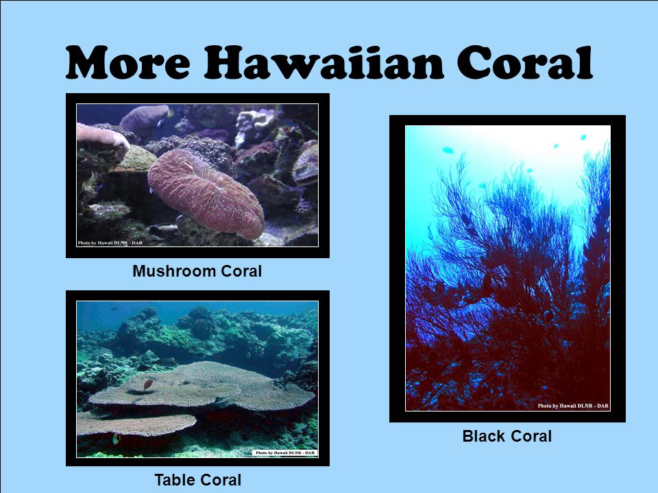 More Hawaiian Coral Mushroom Coral Black Coral Table Coral