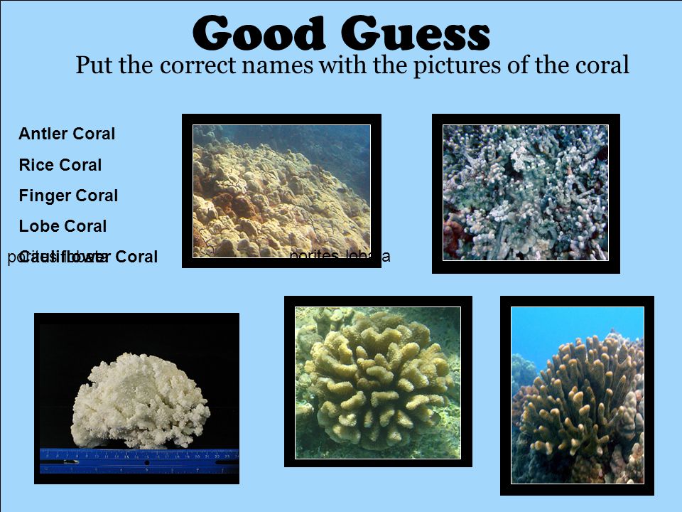 porites lobata Good Guess Put the correct names with the pictures of the coral Antler Coral Rice Coral Finger Coral Lobe Coral Cauliflower Coral porites lobata