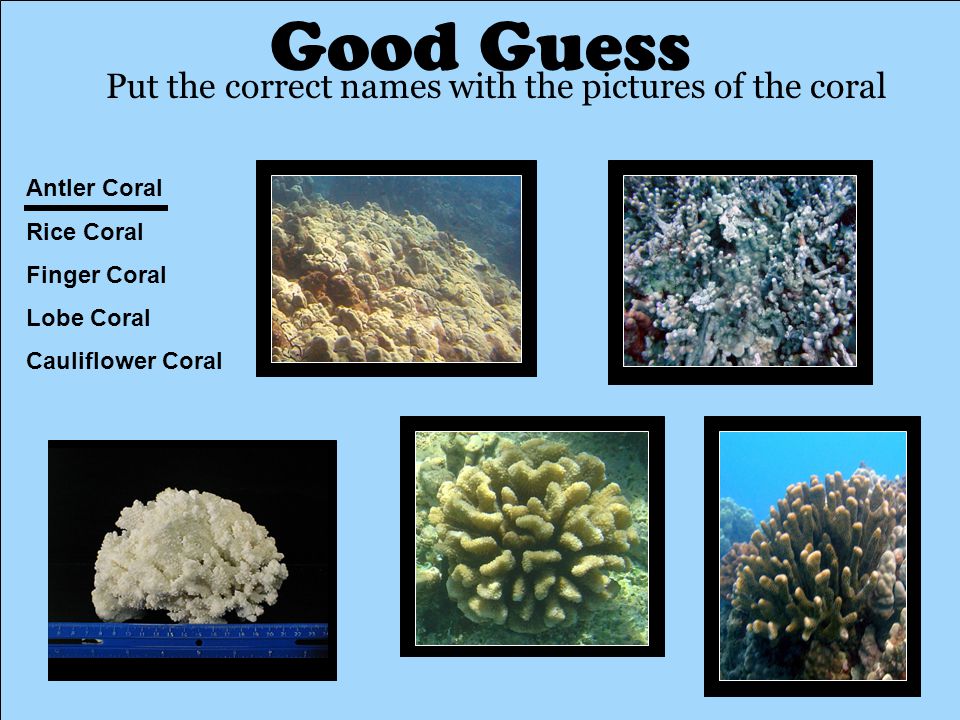 Antler Coral Rice Coral Finger Coral Lobe Coral Cauliflower Coral Good Guess Put the correct names with the pictures of the coral
