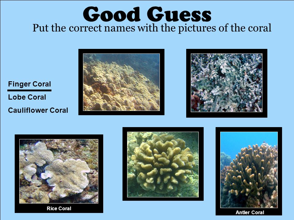 Put the correct names with the pictures of the coral Finger Coral Lobe Coral Cauliflower Coral Antler Coral Rice Coral