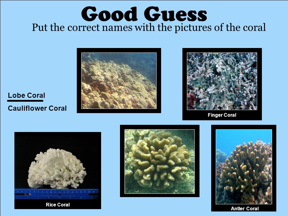 Good Guess Put the correct names with the pictures of the coral Lobe Coral Cauliflower Coral Antler Coral Rice Coral Finger Coral