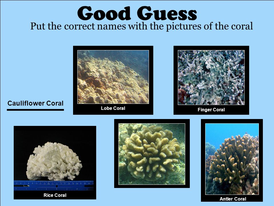 Good Guess Put the correct names with the pictures of the coral Cauliflower Coral Antler Coral Rice Coral Finger Coral Lobe Coral