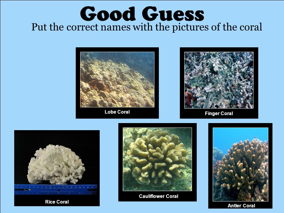 Good Guess Put the correct names with the pictures of the coral Antler Coral Rice Coral Finger Coral Lobe Coral Cauliflower Coral