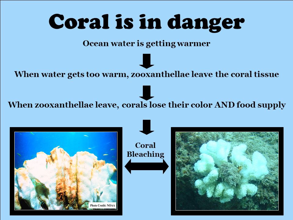 Coral is in danger Ocean water is getting warmer When water gets too warm, zooxanthellae leave the coral tissue When zooxanthellae leave, corals lose their color AND food supply Coral Bleaching